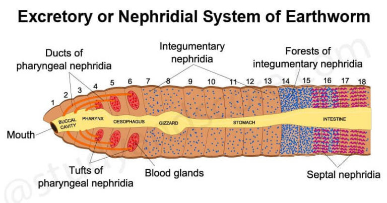 excretory-or-nephridial-system-of-earthworm-the-biology-notes