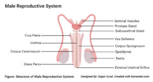 Organs of the Male Reproductive System