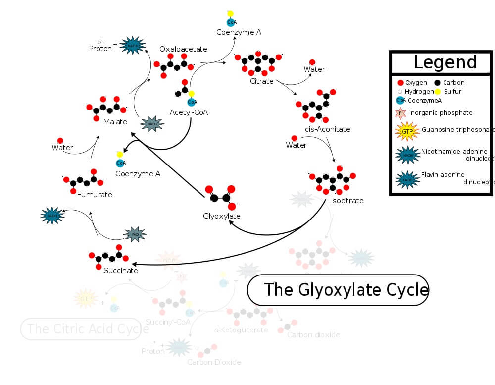 Process of Glyoxylate cycle