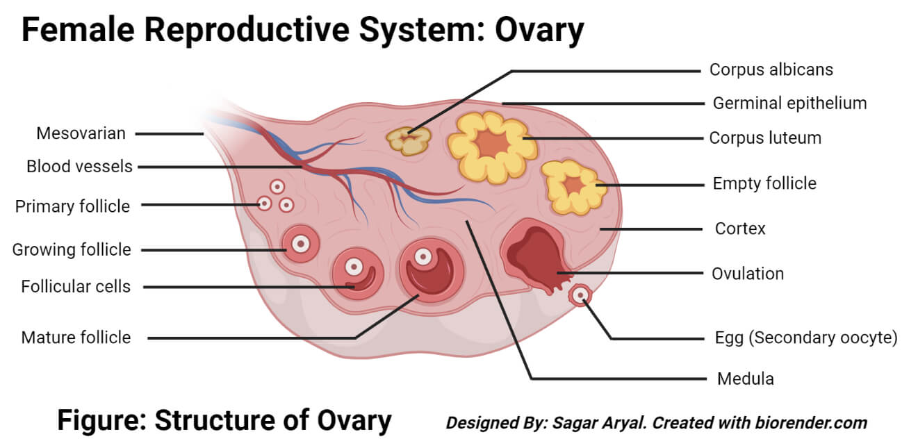 Structure of a Ovary