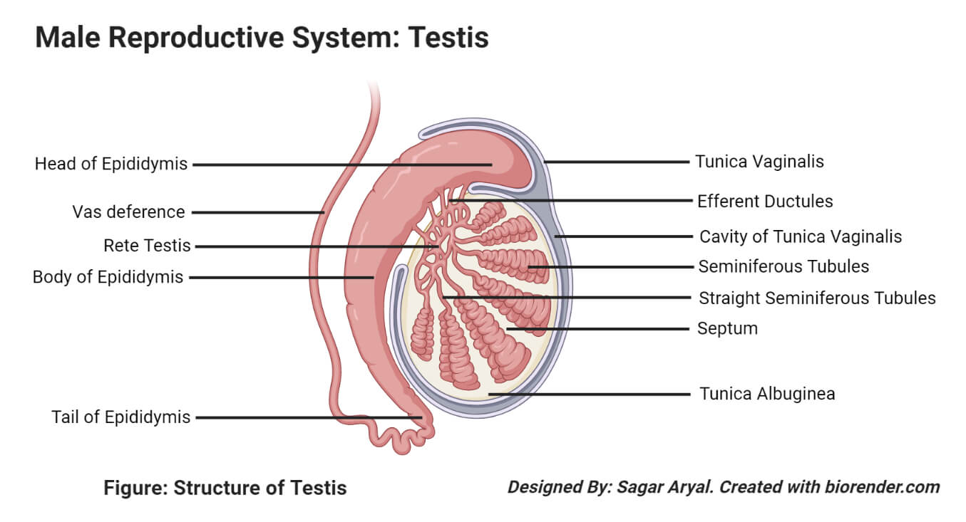 Structure of Testes