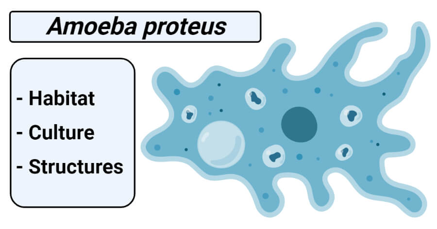 Amoeba proteus- Habitat, Culture and Structures