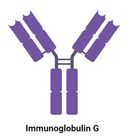 Immunoglobulin G (IgG)