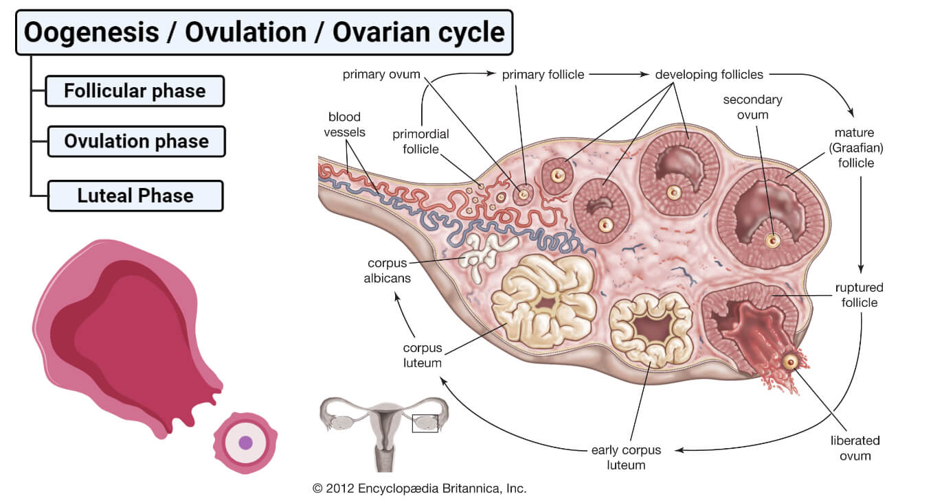 Oogenesis or Ovulation or Ovarian cycle