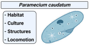 Paramecium caudatum- Habitat, Culture, Structures, Locomotion