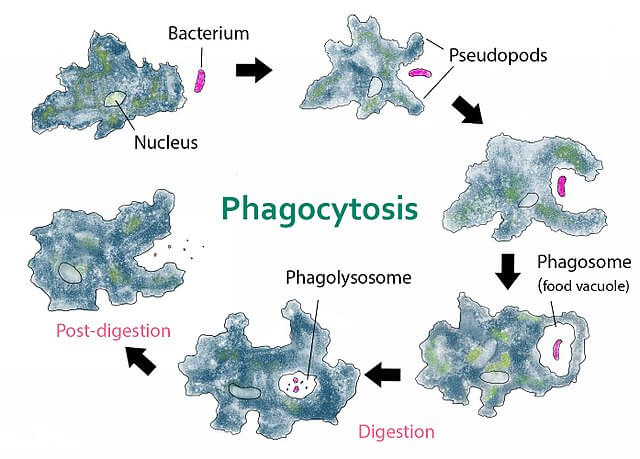 Phagocytosis in Amoeba