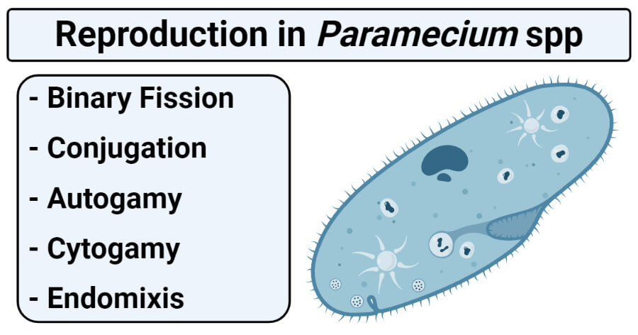 types of paramecium