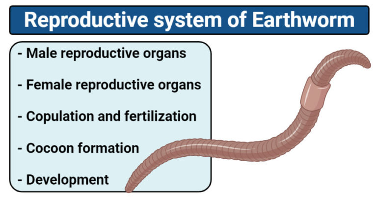 earthworm-reproductive-system-copulation-cocoon-formation