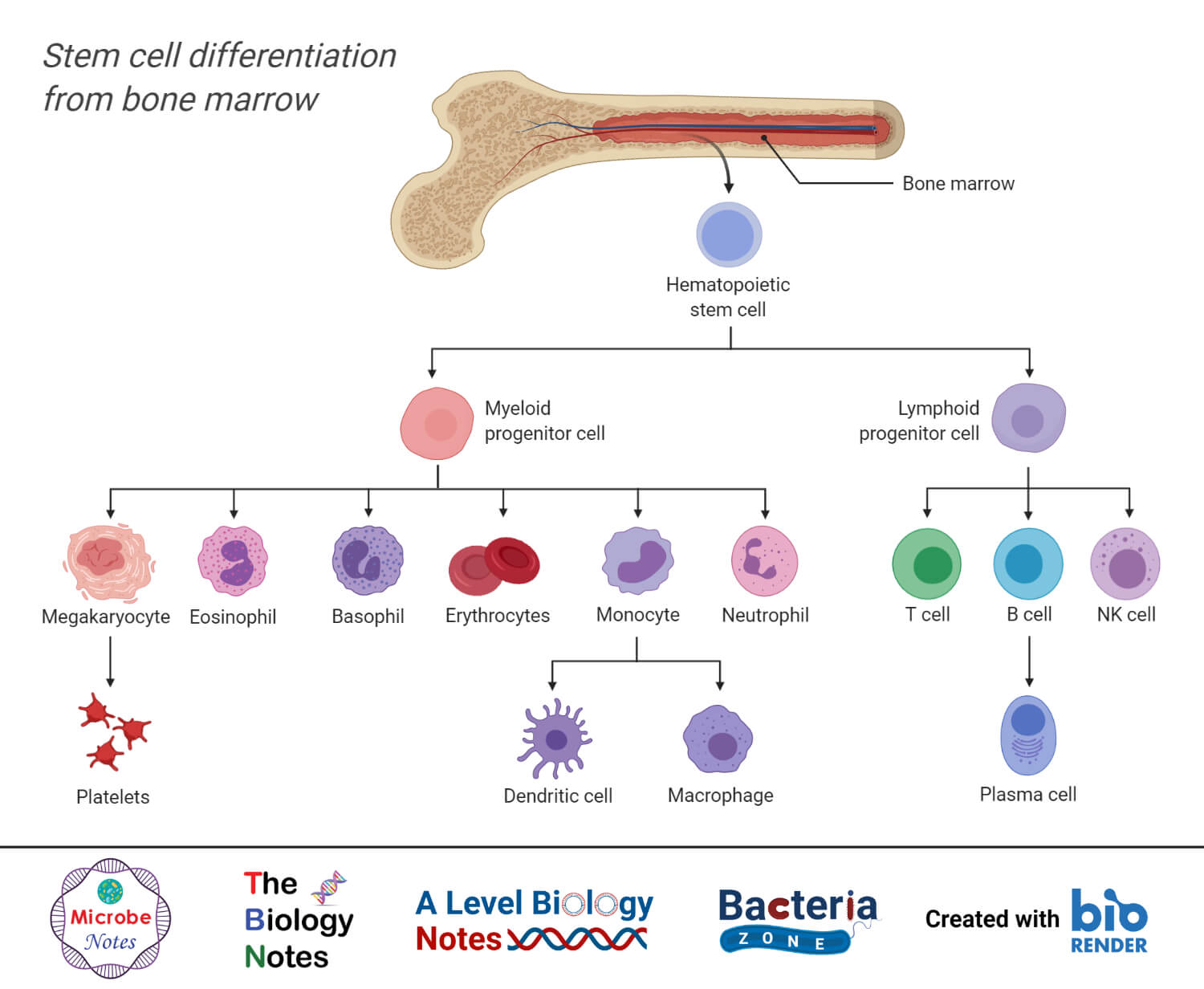 Stem Cell Differentiation from Bone Marrow