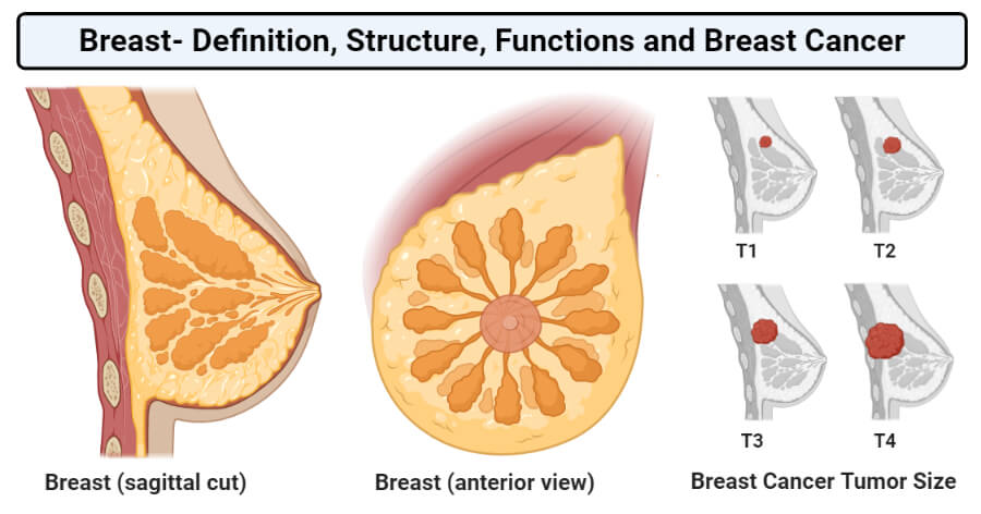 Structure of Breast