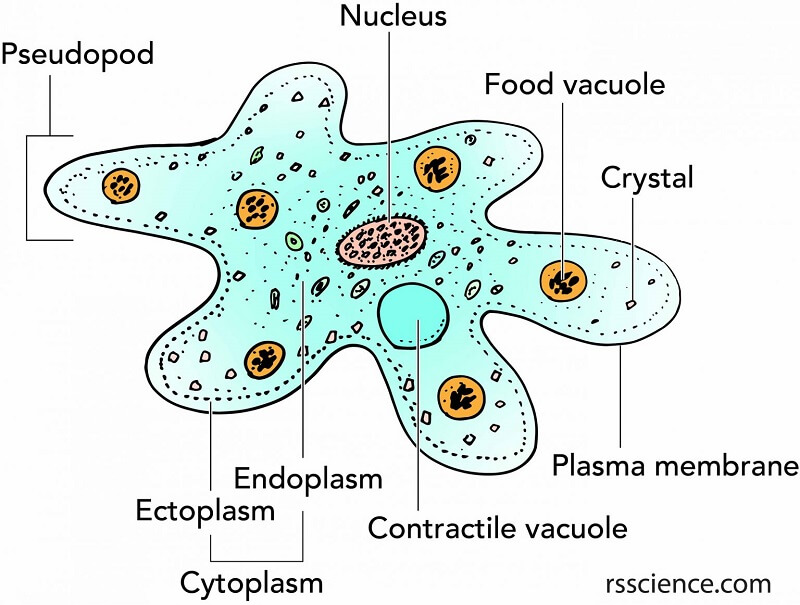 Structure of of Amoeba proteus
