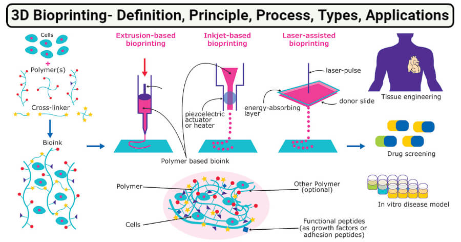 3D Bioprinting- Definition, Principle, Process, Types, Applications