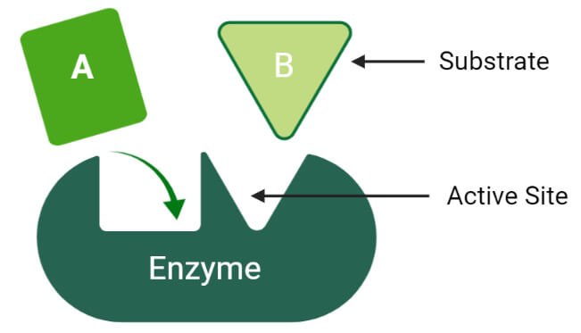 Active site of enzymes