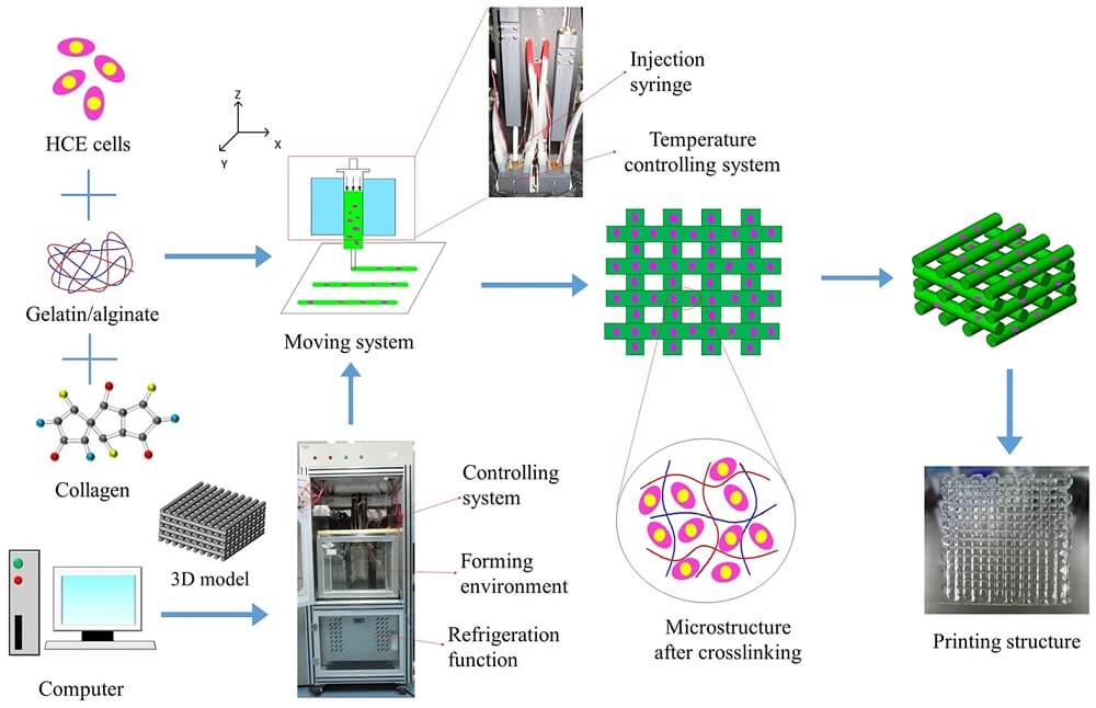Basic Principle of 3D Bioprinting