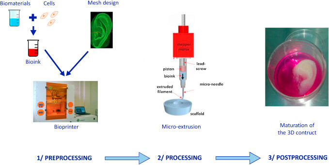 Basic Steps of 3D Bioprinting (process)