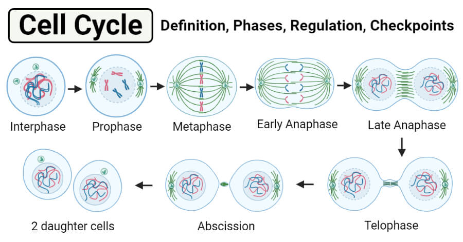 Cell Cycle- Definition, Phases, Regulation and Checkpoints