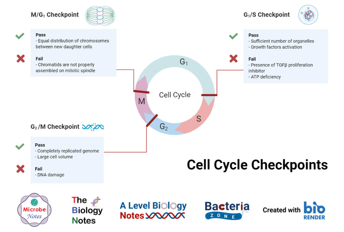 Cell cycle checkpoints