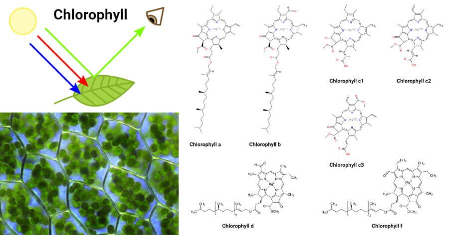 Chlorophyll- Definition, Structure, Types, Biosynthesis, Uses