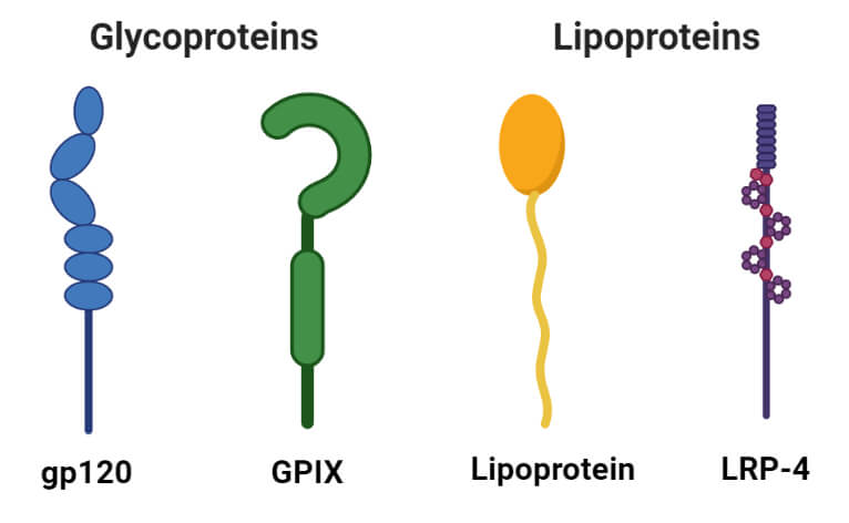 Conjugated Proteins- Glycoproteins and Lipoproteins