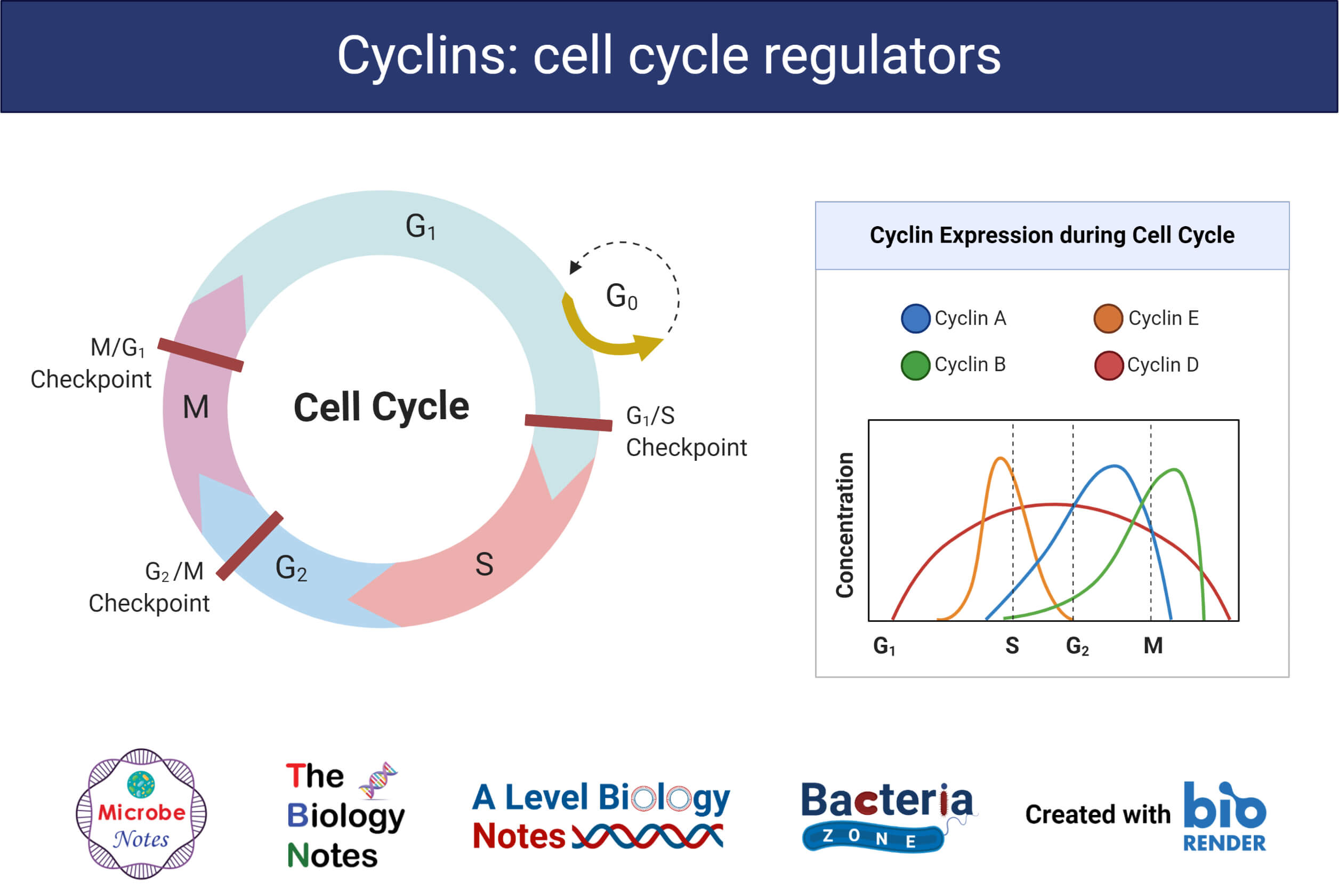 Cyclins- Cell Cycle Regulators