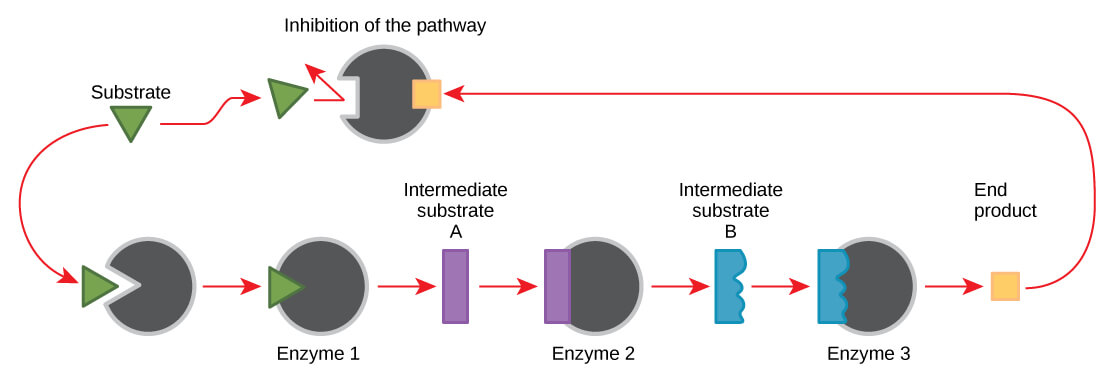 End-product inhibition of enzymes