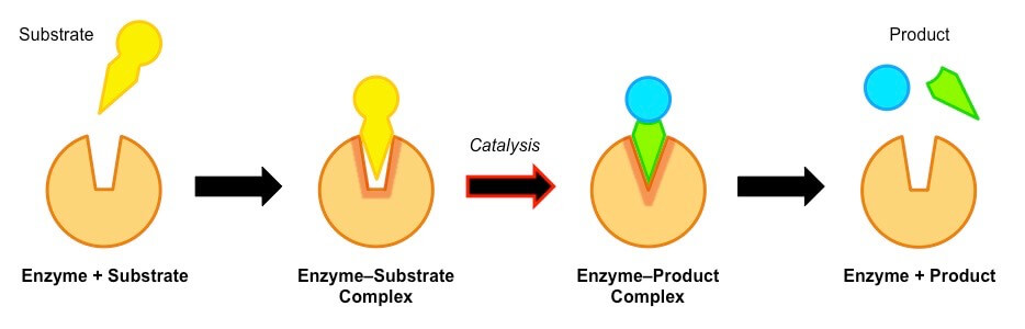 Enzyme- Induced fit hypothesis
