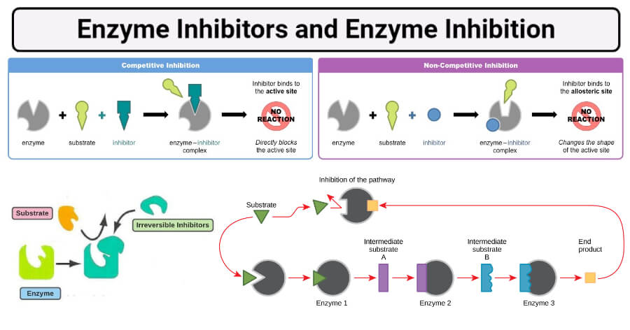 Enzyme Inhibitors and Enzyme Inhibition