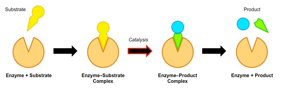 Enzyme- Lock and key hypothesis