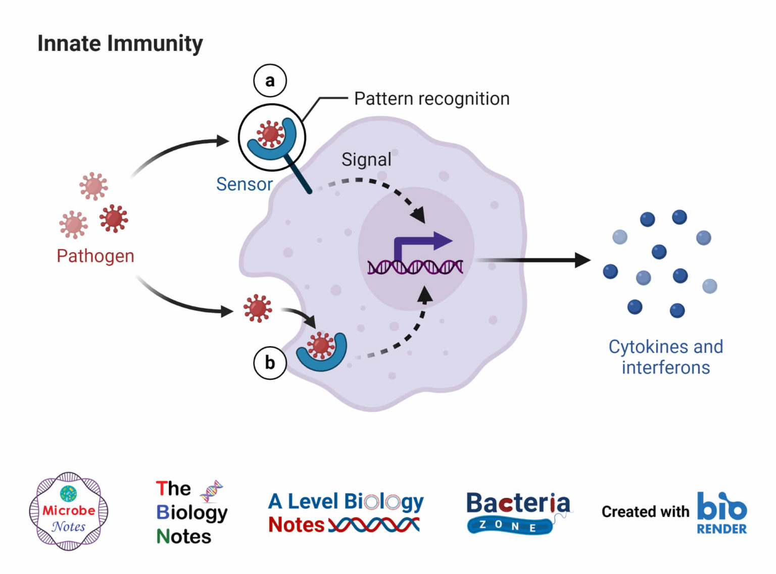 Immunity- Immune System and Immunization | Immunology | The Biology Notes