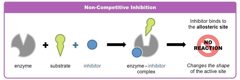 Noncompetitive inhibition of enzymes