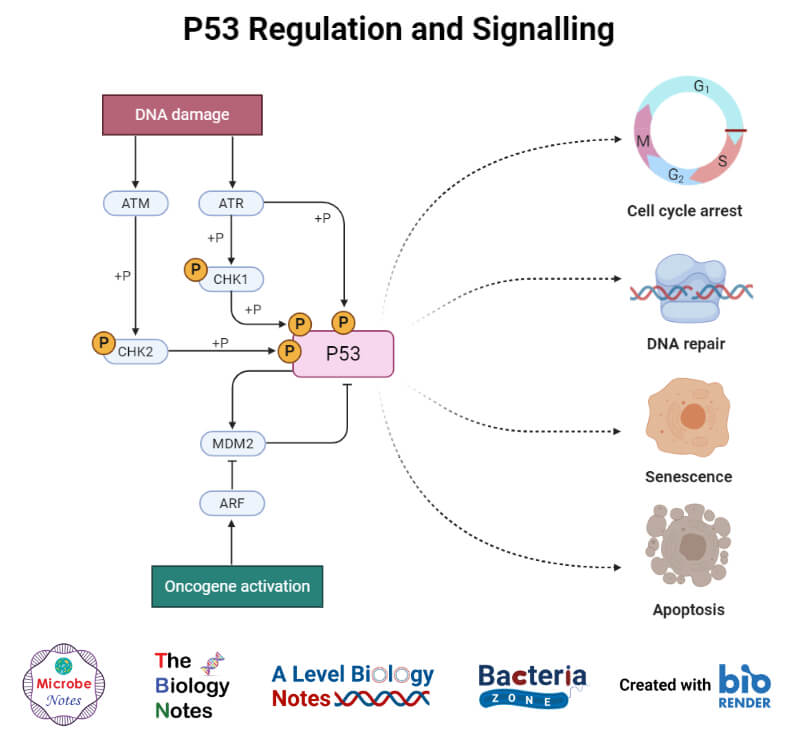 P53 Regulation and Signalling
