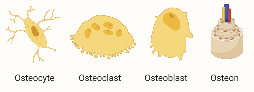 Bone connective tissues - osteocytes