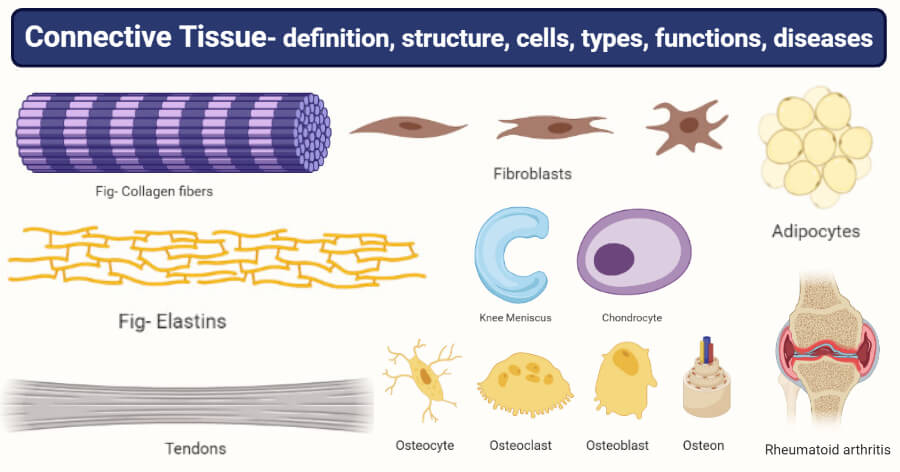 Connective Tissue- definition, structure, cells, types, functions, diseases