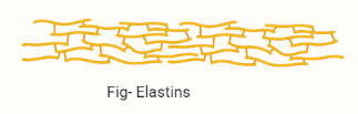 Elastic fibers