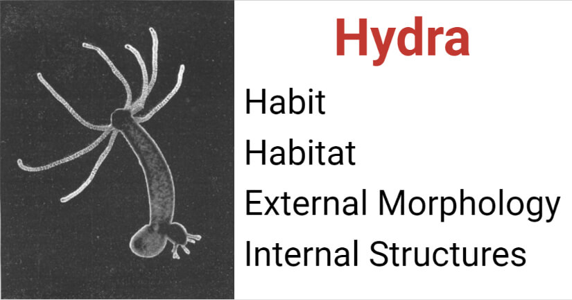 looping movement in hydra
