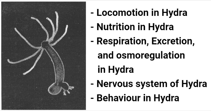 Hydra- Locomotion, nutrition, respiration, excretion, nervous system, behaviours