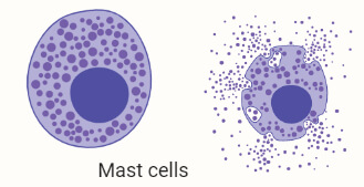 Mast cells