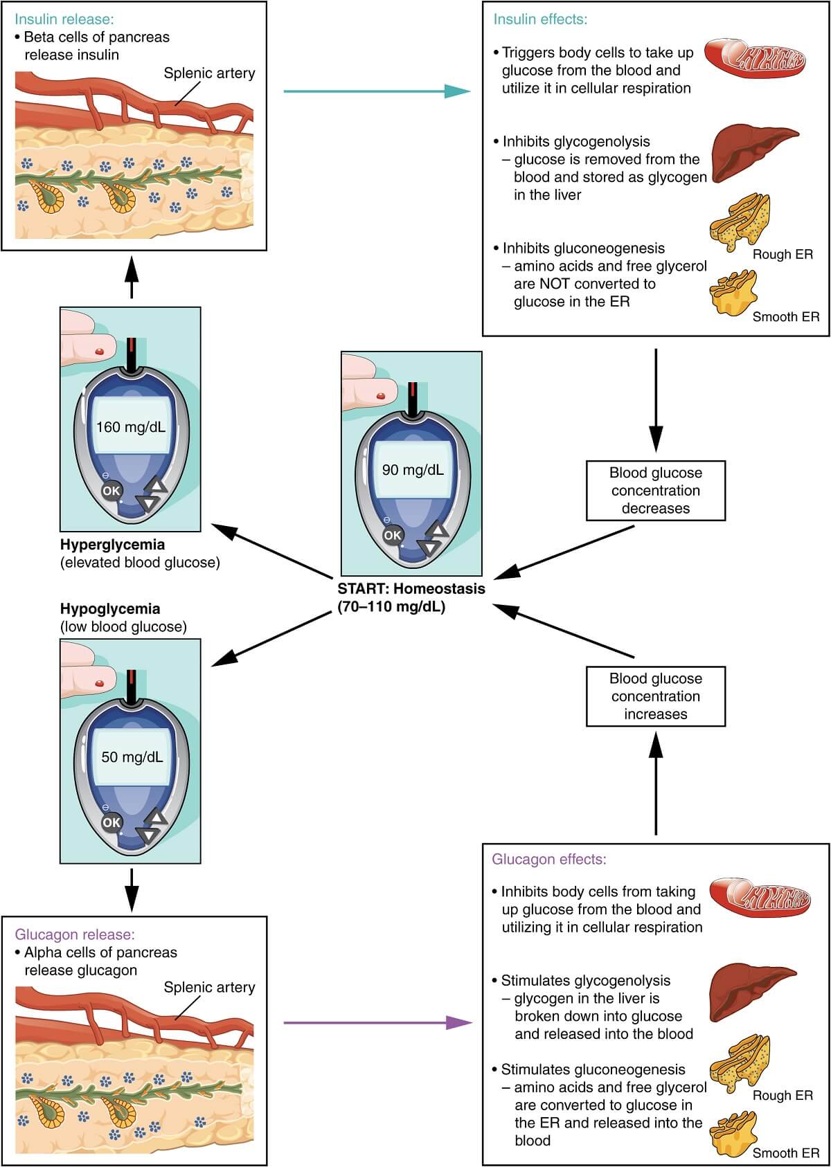 Regulation of blood glucose level- Negative Feedback Mechanism