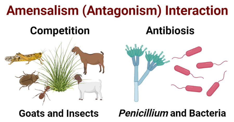 Amensalism (Antagonism) Interaction- Definition, Types, Examples