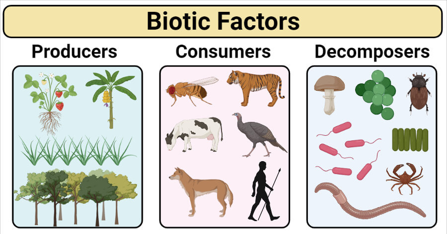 what are the abiotic components of an ecosystem