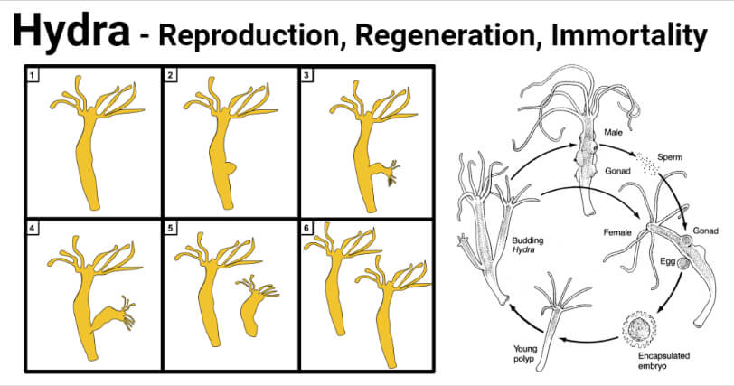 Hydra- Reproduction (Budding and Sexual), Regeneration, Immortality