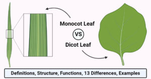 Monocot and Dicot Leaves