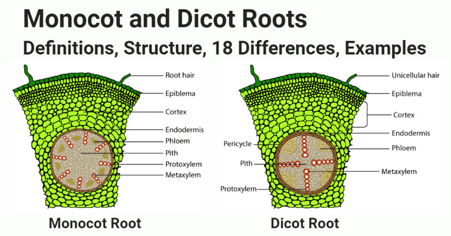 Monocot vs Dicot Roots- Definition, Structure, 18 Differences, Examples