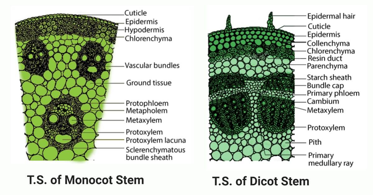 The hypodermis of the monocot stem is more rigid, whereas that of the dicot...