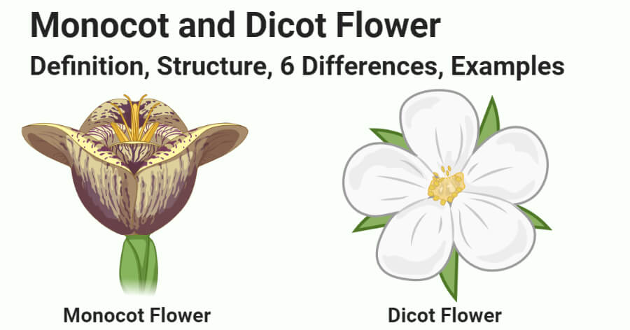 Monocot vs Dicot Flower