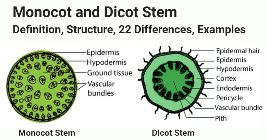 Monocot stem is a circular-shaped hollow axial part of the plant while Dico...