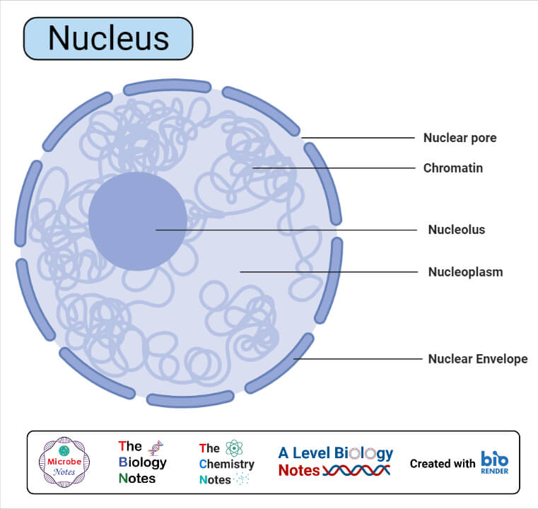 Nucleus- Definition, Structure, Composition, Functions, Worksheet