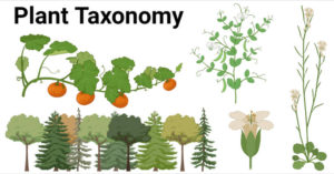 Plant Taxonomy