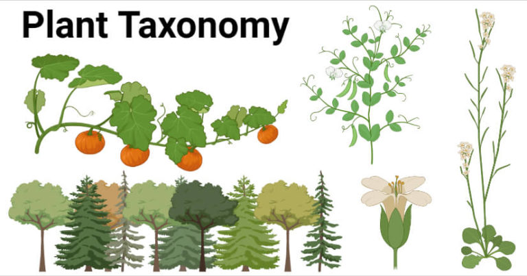 what is plant taxonomy in biology