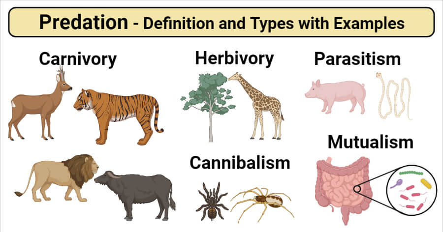 Predation Interaction- Definition and Types with Examples